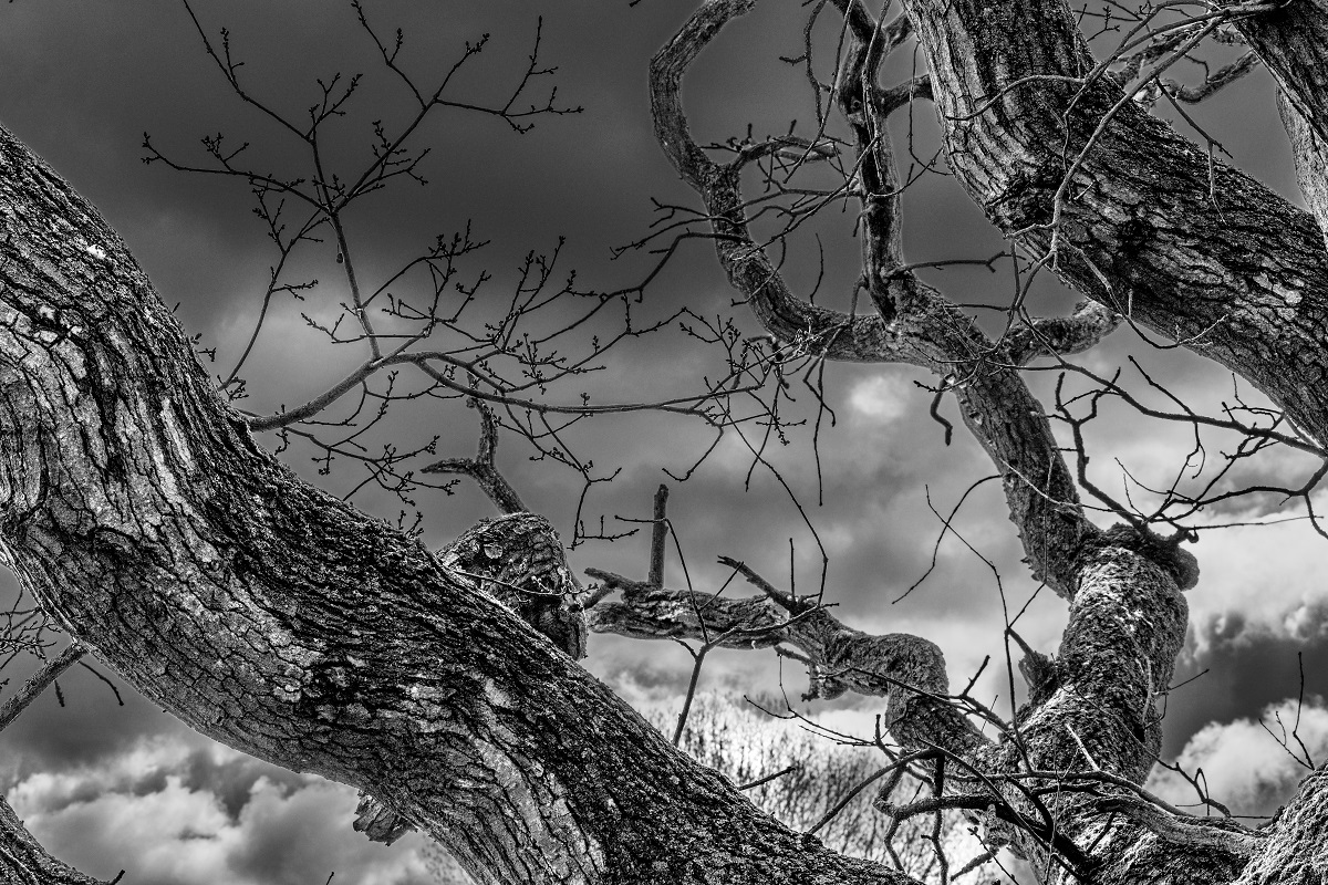 Branch Shadow is a Landscape photograph by Dean Middleton.