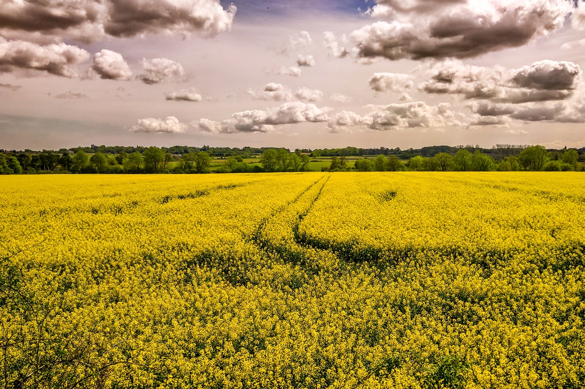 Rapeseed Field is a Landscape photograph by Dean Middleton