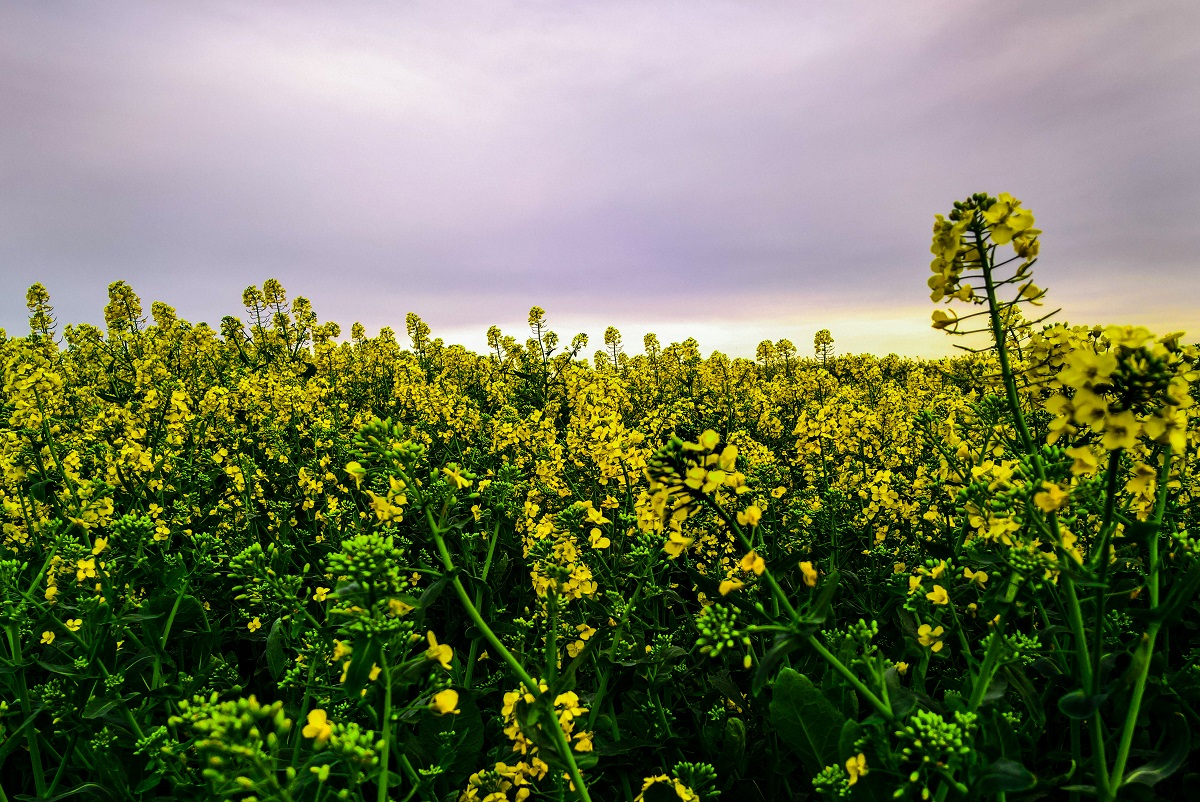 Rapeseed Flower is a Landscape photograph by Dean Middleton