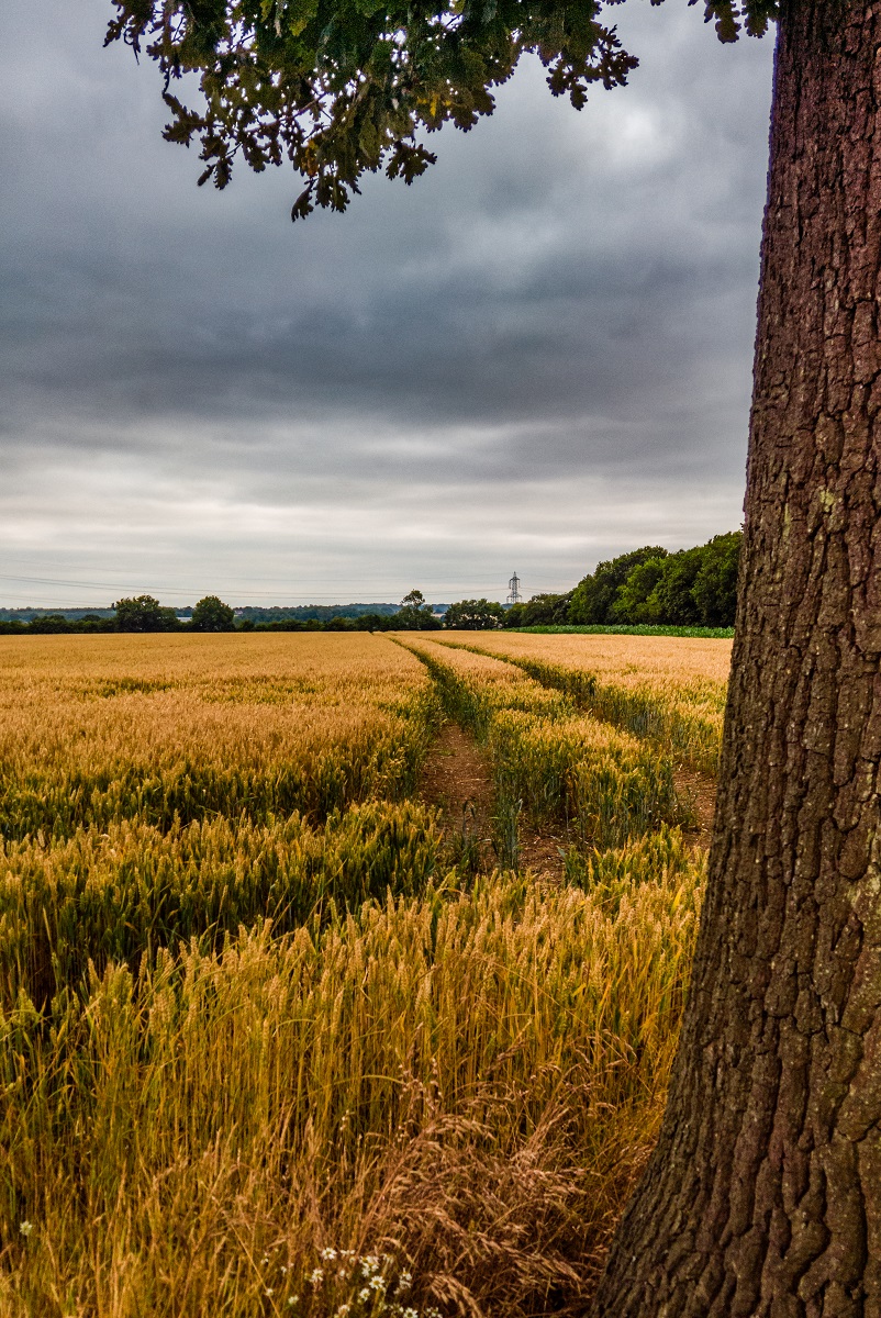 View From A Tree is a Landscape photograph by Dean Middleton