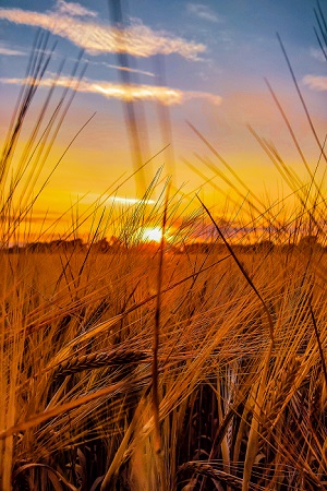 Barley Sunset, Fine Art Photograph by Dean Middleton - Rural Images
