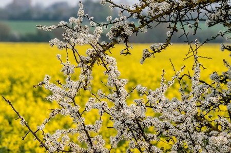 Blossom is a Landscape photograph by Dean Middleton