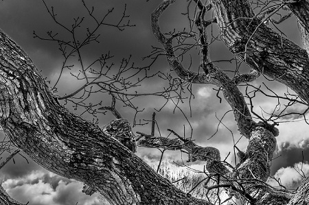 Branch Shadow is a Landscape photograph by Dean Middleton.