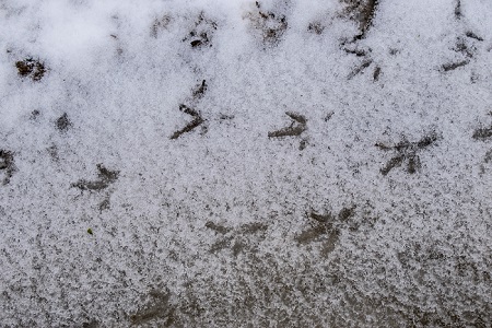 Footsteps In The Snow is a landscape photograph by Dean Middleton.