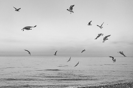 Gull Time is a seascape photograph by Dean Middleton