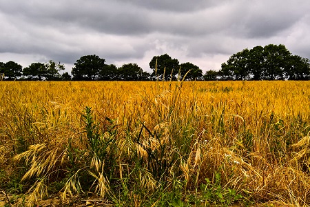 Harvest Storm is a Landscape photograph by Dean Middleton.