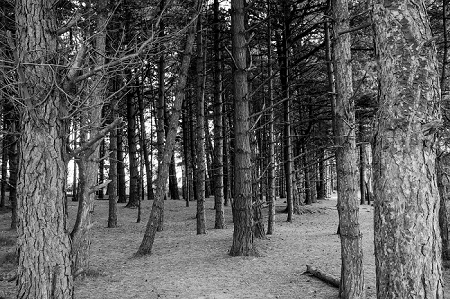 Holkham Wood is a Landscape photograph by Dean Middleton.