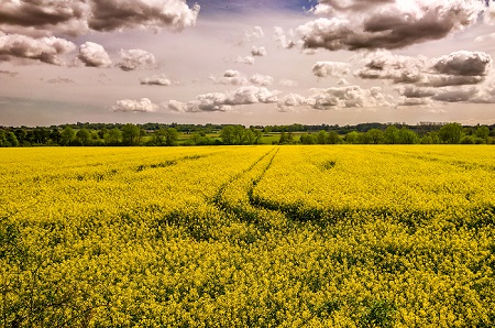 Rapeseed Field is a Landscape photograph by Dean Middleton