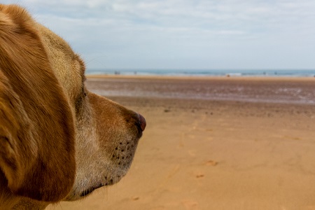 Sid is a Seascape photograph by Dean Middleton