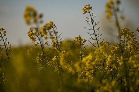 Stem Dance is a Landscape photograph by Dean Middleton