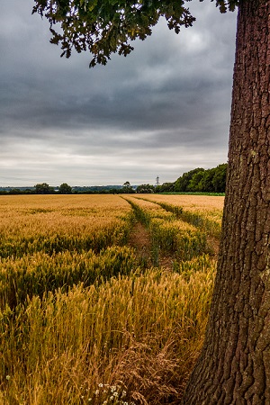 View From A Tree is a Landscape photograph by Dean Middleton